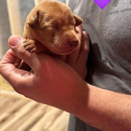 Purple Female - Yellow female Labrador Retriever puppy in Franklin, Virginia from Oak Hollow Retrievers