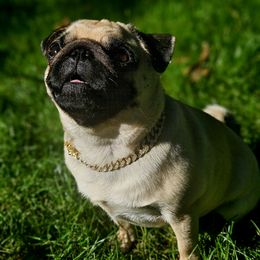 Pugs from Pawsome Pug Companions