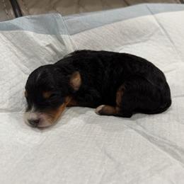 Boy 5 - Tri-color male Bernedoodle puppy in Spring Hill, Florida from Ohana Doodles
