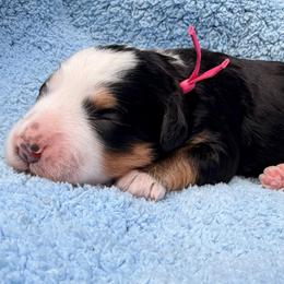 Girl 1 - Tri-color female Bernedoodle puppy in Sandy, Oregon from MC Doodles