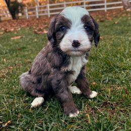 Alaska - Blue merle female Bernedoodle puppy in Temecula, California from Country Hills Doodles