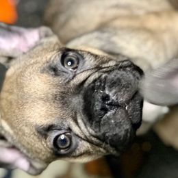 Boy 2 - White and fawn French Bulldog puppy in Obetz, Ohio from Ferdulalux Frenchies
