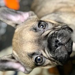 Boy 2 - White and fawn French Bulldog puppy in Obetz, Ohio from Ferdulalux Frenchies