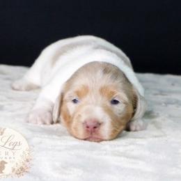 CKC Liberty - Dapple female Dachshund puppy in Christiansburg, Virginia from Little Legs Luxury Dachshunds LLC