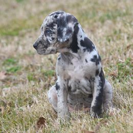 Boy 2 - Blue merle Catahoula Leopard Dog puppy in Cordova, Tennessee from Dawson Hollow Catahoulas