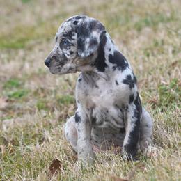 Boy 2 - Blue merle Catahoula Leopard Dog puppy in Cordova, Tennessee from Dawson Hollow Catahoulas