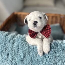 Miniature Schnauzer Puppies from LIZ FANCY SCHNAUZERS