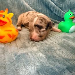 Chanel AKC - Merle female Chihuahua puppy in Seneca, Missouri from Stephanie’s Puppy Colony