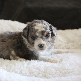 Maple - Blue merle female Aussiedoodle puppy in Loretto, Tennessee from K Kountry Farm