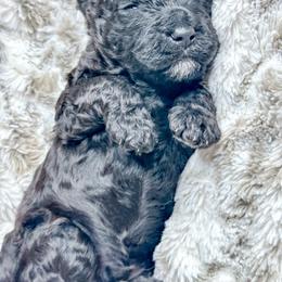Boy 2 - Black male Bernedoodle puppy in Otisville, Michigan from Danie’s Darling Doodles LLC
