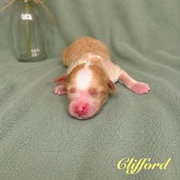 Clifford - Caramel red male Australian Labradoodle puppy in Ponchatoula, Louisiana from Cajun Land Doodles