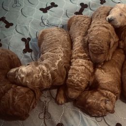 Poodle Puppies from Prissy Pants Poodles LLC