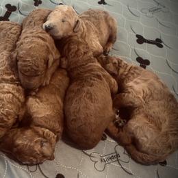 Poodle Puppies from Prissy Pants Poodles LLC