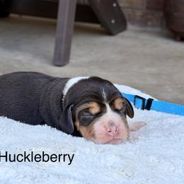 Huckleberry - Black tan and white male Beagle puppy in Mansfield, Missouri from Rippee Creek Kennel