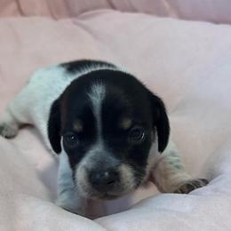Sprinkles:Girl piebald with multiple dots - Piebald female Dachshund puppy in Casselberry, Florida from Amore Mini Dachshund Breeders & More
