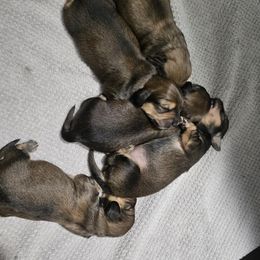 Dachshund Puppies from T & J Lewis Dachshunds