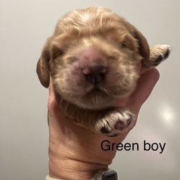 Green boy - Buff and white male Cocker Spaniel puppy in Justin, Texas from Flud Farm Cocker Spaniels