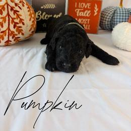 Pumpkin - Black female Goldendoodle puppy in Cedartown, Georgia from Loyal Doodles