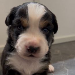 Hunter - Black tri male Miniature Australian Shepherd puppy in Visalia, California from Furrever.Mini.Aussies.llc