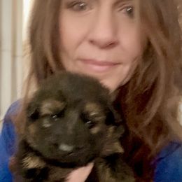 Girl 5 - German Shepherd puppy from Cunningham German Shepherds, LLC