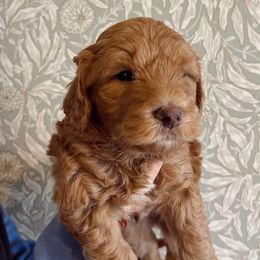 Ollie - Red  Goldendoodle puppy in Florence, Alabama from Dolly Doodle’s Doodles