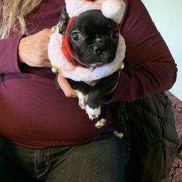 Boston Terrier, Companion Cross, and French Bulldog Puppies from High Plains French Bulldogs,Boston Terriers and Frenchtons.