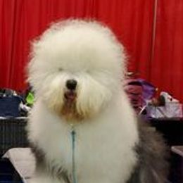 HOBSON - Old English Sheepdog