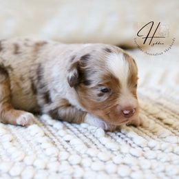 Doughnut - Red merle male Toy Australian Shepherd puppy in Charlestown, Indiana from Hydden Aussies