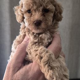 Dijon - Apricot male Poodle puppy in Chandler, Arizona from Fabi toy Poodle