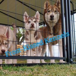 Siberian Huskies from Frost-Kissed Kennels