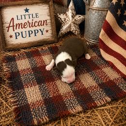 Girl 3 - Red tri female Miniature Australian Shepherd puppy in Doddridge, Arkansas from Huddleston Farm