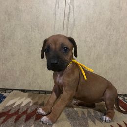 Yellow - Rd whtn blk nose female Rhodesian Ridgeback puppy in Ocala, Florida from DogWood Kennels