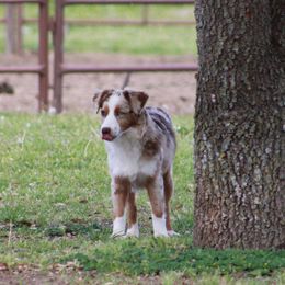 Miniature Australian Shepherds and Toy Australian Shepherds from K3 Toy and Miniature Australian Shepherds