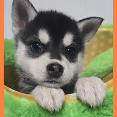Boy 6 - male Alaskan Klee Kai puppy in Naples, Idaho from Kootenai Valley Klee Kai