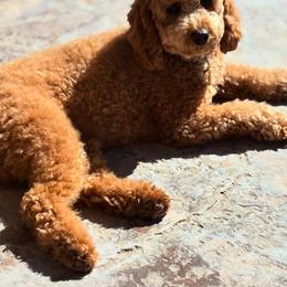 River - Goldendoodle