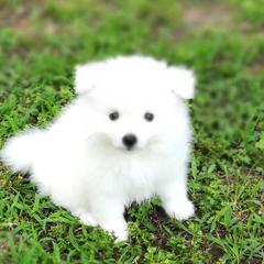 American Eskimo Dog Puppies from Soleil American Eskimos