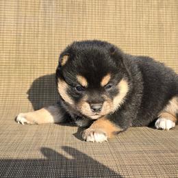 Shiba Inu puppies from Muddy Rock Farm