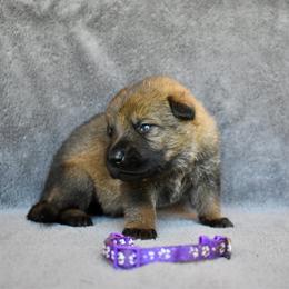 Purple - Sable female German Shepherd puppy in Cherryville, North Carolina from Masky Kennel