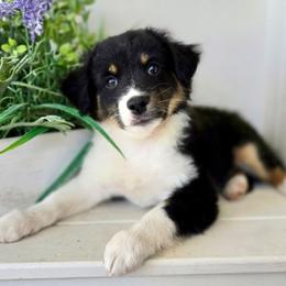 Spring - Black tri male Miniature Australian Shepherd puppy in Nashville, Tennessee from Little B’s Aussies