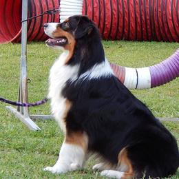 Stevie - Australian Shepherd
