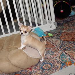 Girl 1 - Fawn and white female Chihuahua puppy in Deridder, Louisiana from BG's Chihuahua