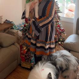 Collie and Yorkshire Terrier Puppies from Jolly Collies & Kingdom Elite Yorkshire Terriers