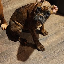 Boxer Puppies from Liebe Boxers