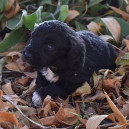Black Collar Male - Black and white male Aussiedoodle puppy in Parma, Idaho from Arena Valley Acres