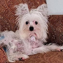 Chihuahua and Chinese Crested Puppies from Western Kentucky Chihuahua’s and Chinese Crested’s