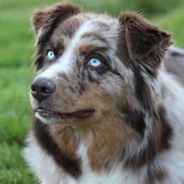 Reba - Australian Shepherd