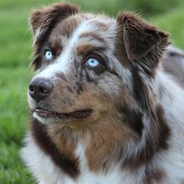 Reba - Australian Shepherd