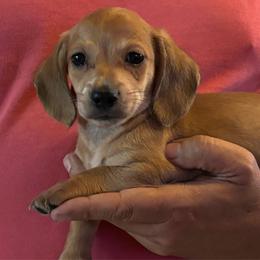 Oliver - Cream male Dachshund puppy in Nashville, Georgia from Riverside Dachshund