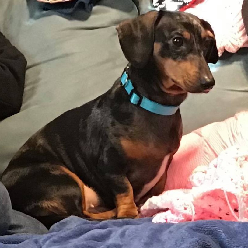 Hazel - Dachshund