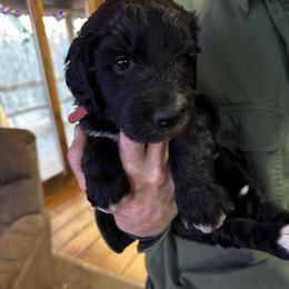 Girl 4 hot pink collar - Black and white female Sheepadoodle puppy in Eleva, Wisconsin from Molly’s Doodles